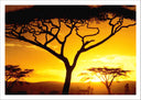 Lámina Arbol Africano, Atardecer, Naturaleza