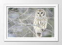 Cuadro enmarcado blanco buho sobre arbol, lechuza, naturaleza, nieve