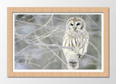 Cuadro enmarcado natural buho sobre arbol, lechuza, naturaleza, nieve