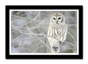 Cuadro enmarcado negro buho sobre arbol, lechuza, naturaleza, nieve
