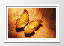 Cuadro enmarcado blanco mariposa, otoño, tonos ocres, animal, naturaleza