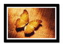 Cuadro enmarcado negro mariposa, otoño, tonos ocres, animal, naturaleza