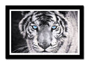 Cuadro enmarcado negro tigre blanco y negro, ojos azules, naturaleza, salvaje