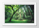 Cuadro enmarcado blanco Bosque en Verano, Arboleda en la Montaña,naturaleza