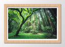 Cuadro enmarcado natural Bosque en Verano, Arboleda en la Montaña,naturaleza