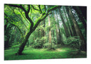 Cuadro Bosque en Verano, Arboleda en la Montaña,naturaleza