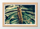 Cuadro enmarcado natural tigre de vengala en el rio, salvaje, animal, naturaleza