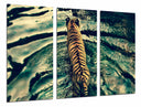 Tríptico tigre de vengala en el rio, salvaje, animal, naturaleza