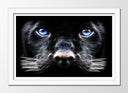Cuadro enmarcado blanco pantera negra con ojos azules, salvaje, naaturaleza