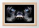 Cuadro enmarcado natural pantera negra con ojos azules, salvaje, naaturaleza