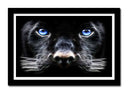 Cuadro enmarcado negro pantera negra con ojos azules, salvaje, naaturaleza