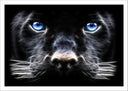 Lámina pantera negra con ojos azules, salvaje, naaturaleza