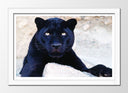 Cuadro enmarcado blanco pantera negra en la roca, naturaleza , salvaje