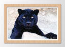 Cuadro enmarcado natural pantera negra en la roca, naturaleza , salvaje