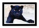 Cuadro enmarcado negro pantera negra en la roca, naturaleza , salvaje