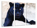 Tríptico pantera negra en la roca, naturaleza , salvaje