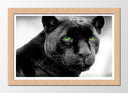 Cuadro enmarcado natural pantera negra, ojos verdes, jaguar, salvaje, animal