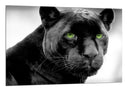 Cuadro pantera negra, ojos verdes, jaguar, salvaje, animal