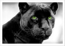 Lámina pantera negra, ojos verdes, jaguar, salvaje, animal