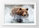 Cuadro enmarcado blanco oso pardo en el agua, animal, salvaje, naturaleza