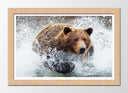 Cuadro enmarcado natural oso pardo en el agua, animal, salvaje, naturaleza