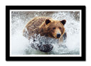 Cuadro enmarcado negro oso pardo en el agua, animal, salvaje, naturaleza