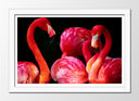 Cuadro enmarcado blanco flamencos sobre fondo negro, rosa, animal, salvaje, naturaleza
