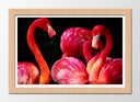 Cuadro enmarcado natural flamencos sobre fondo negro, rosa, animal, salvaje, naturaleza