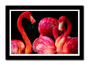 Cuadro enmarcado negro flamencos sobre fondo negro, rosa, animal, salvaje, naturaleza