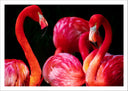 Lámina flamencos sobre fondo negro, rosa, animal, salvaje, naturaleza