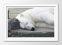 Cuadro enmarcado blanco oso polar blanco acostado, animal, salvaje, naturaleza