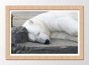 Cuadro enmarcado natural oso polar blanco acostado, animal, salvaje, naturaleza
