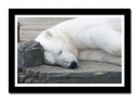 Cuadro enmarcado negro oso polar blanco acostado, animal, salvaje, naturaleza