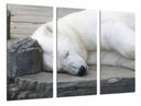 Tríptico oso polar blanco acostado, animal, salvaje, naturaleza