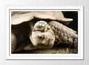 Cuadro enmarcado blanco tortuga de tierra, tortuga baby, animal, salvaje, naturaleza