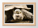 Cuadro enmarcado natural tortuga de tierra, tortuga baby, animal, salvaje, naturaleza