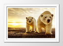 Cuadro enmarcado blanco pareja oso polar, atardecer, salvaje, naturaleza