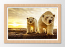 Cuadro enmarcado natural pareja oso polar, atardecer, salvaje, naturaleza