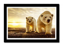 Cuadro enmarcado negro pareja oso polar, atardecer, salvaje, naturaleza