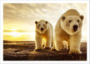 Lámina pareja oso polar, atardecer, salvaje, naturaleza