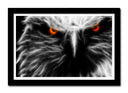 Cuadro enmarcado negro aguila ojos rojos, salvaje, animal, naturaleza