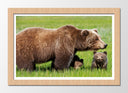 Cuadro enmarcado natural oso pardo con oseznos en la naturalez, salvaje animal