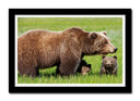 Cuadro enmarcado negro oso pardo con oseznos en la naturalez, salvaje animal