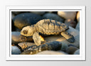Cuadro enmarcado blanco Animal Cria de Tortuga en Piedras de Playa