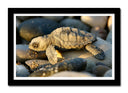 Cuadro enmarcado negro Animal Cria de Tortuga en Piedras de Playa