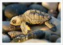 Lámina Animal Cria de Tortuga en Piedras de Playa