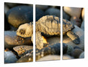 Tríptico Animal Cria de Tortuga en Piedras de Playa