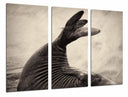 Tríptico Animal Cola de Foca Blanco y Negro Playa