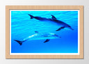 Cuadro enmarcado natural delfines en el oceano, mar, salvaje, naturaleza