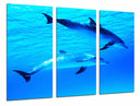 Tríptico delfines en el oceano, mar, salvaje, naturaleza